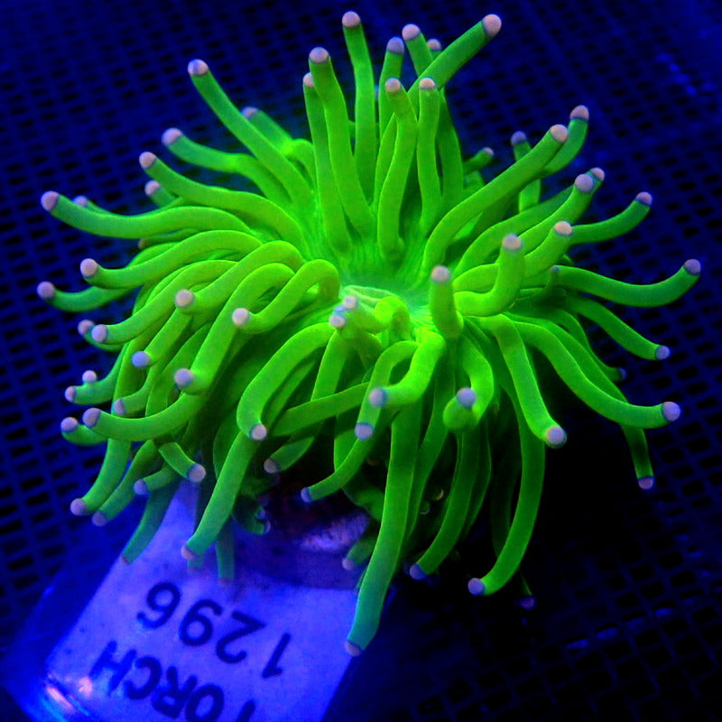 RARE Purple Tip Neon Green Torch Coral WYSIWYG Torch 1296 – Indigo Corals