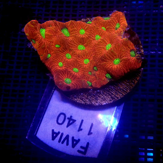 Red with Neon Green Eyes Favites Coral Frag WYSIWYG Favia 1140