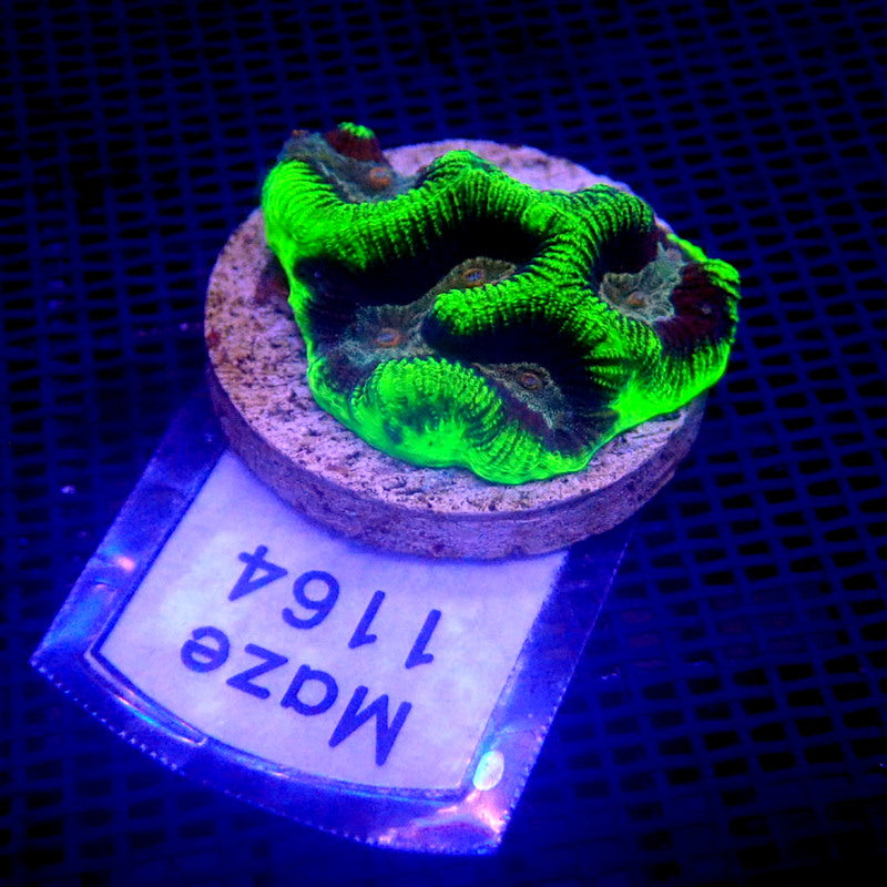Green and Purple Platygyra Coral Frag WYSIWYG Maze 1164
