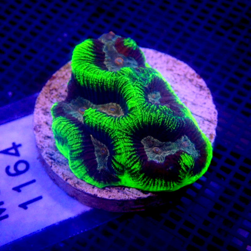 Green and Purple Platygyra Coral Frag WYSIWYG Maze 1164