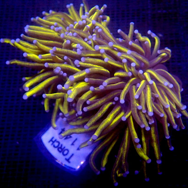 Ultra Malaysian Gold Torch Coral WYSIWYG Torch 1144 Indigo Corals