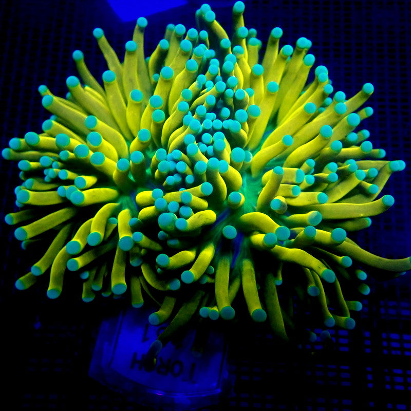 WYSIWYG TORCH 1131, TEAL TIP BANANA TORCH CORAL (SPLITTING HEADS