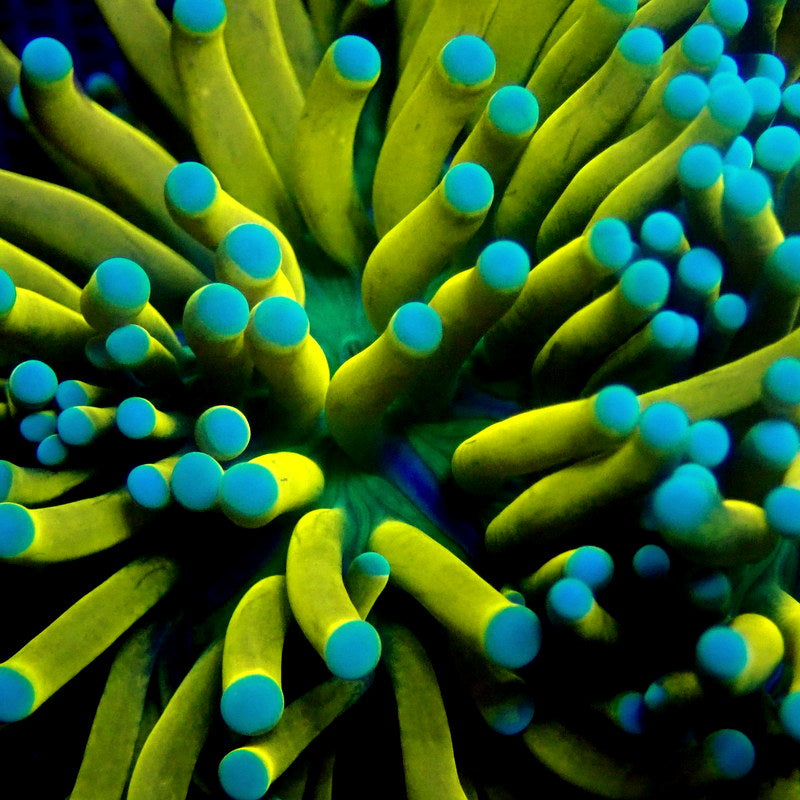 WYSIWYG TORCH 1131, TEAL TIP BANANA TORCH CORAL (SPLITTING HEADS!) Indigo Corals